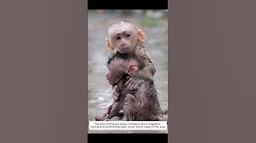 Two orphaned monkeys clung to each other until they met this kind man #monkey #short #animalrescue