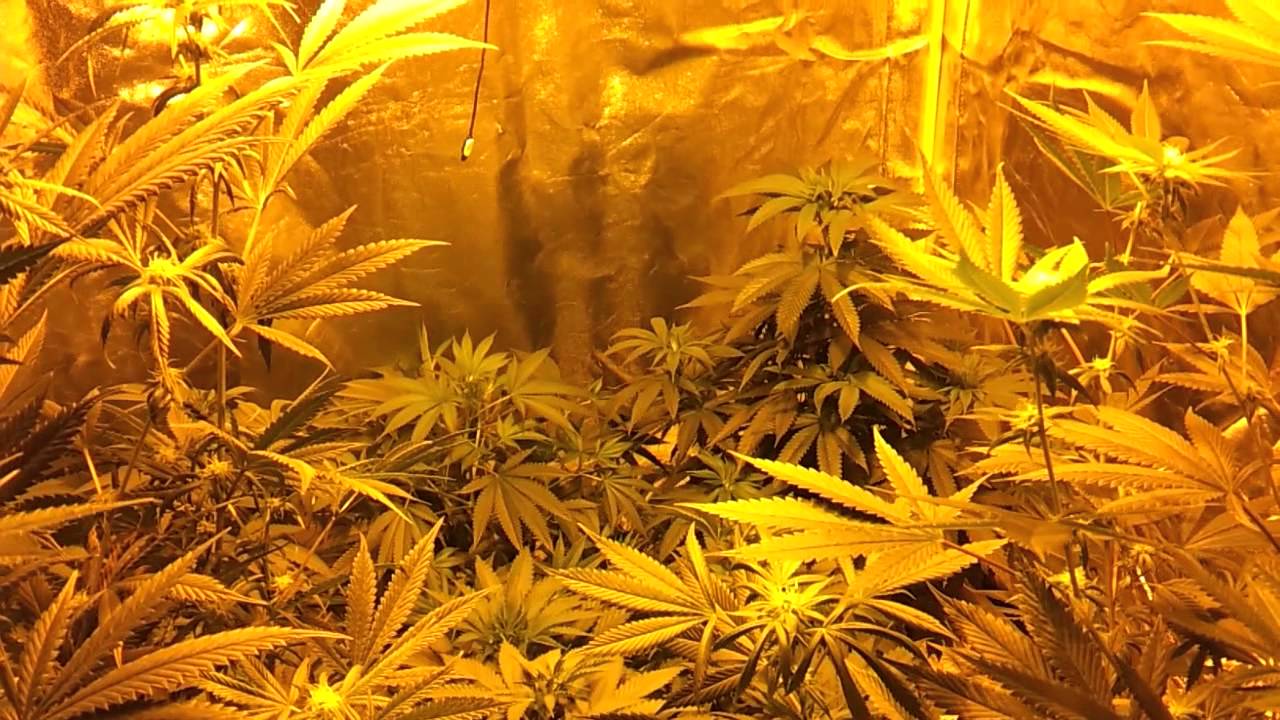 New HPS and Tent baby!