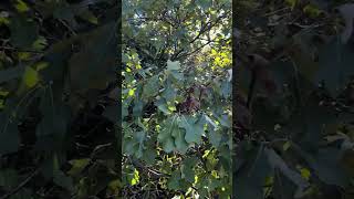 Walking Through Bear Oak Scrub