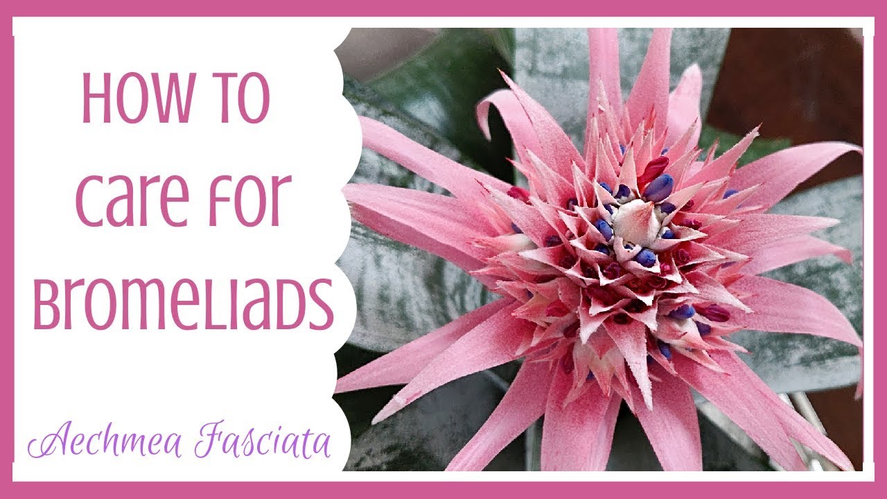 Aechmea Fasciata Bromeliad Plant Care🌸 || Laydiiee - YouTube