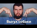 Что такое нормальный выгул собаки?