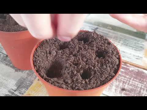 Video: Sweet Cicely Herb Công dụng: Cách Trồng Cây Sweet Cicely