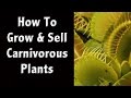 Growing The Best Carnivorous Plants - Sundews, Venus Flytraps and Pitcher Plants