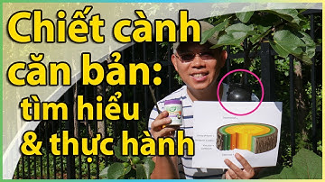 Chiết cành cây căn bản với “hộp chiết cành”