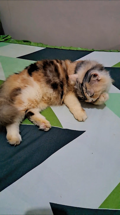 Surprised when licked. #cutecat #cat #cat #cutecat #sweetcat #shortsvideo #cute