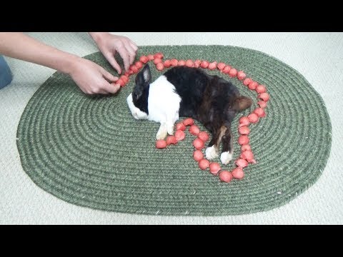 waking-a-sleeping-rabbit-by-surrounding-him-with-watermelon