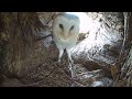 Barn Owl v Kestrel v Tawny Owl | Birds of Prey Battle Over Territory and Nest Boxes