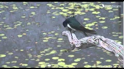 Video 2012 06 01 082325 Cornell GBH pond tree swallow preening