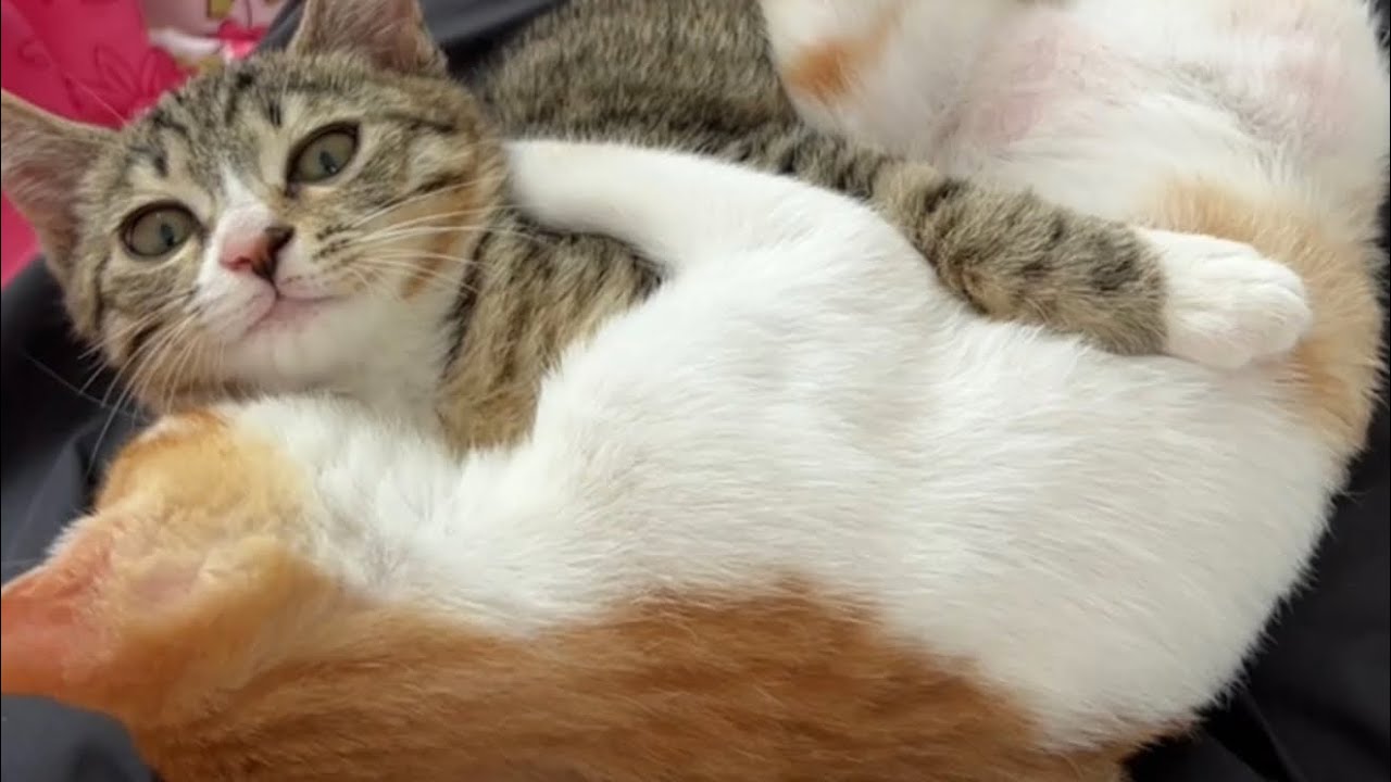 Adorable Kitten Drifts into Dreamland with Super Loud Purr-fect Snuggles