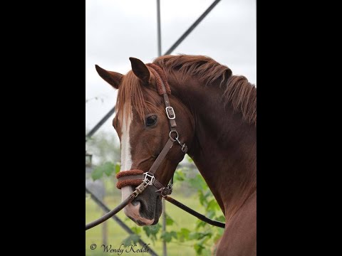 Video: Neusbloeding Bij Paarden