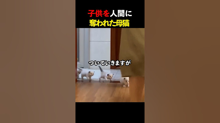 子供を人間に奪われた母猫