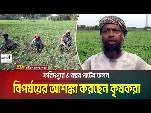 ফরিদপুরে এ বছর পাটের ফলন বিপর্যয়ের আশঙ্কা করছেন কৃষকরা | Jute | Faridpur