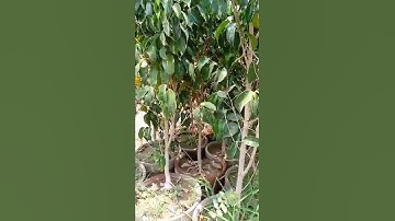 how to grow black ficus plants #shortvideo  #shorts