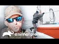 Sujetos fuera de la ley se esconden dentro de un barco | Guardianes de Luisiana | Animal Planet