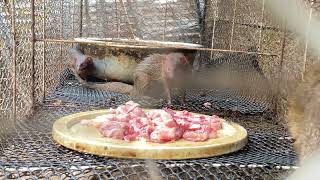 mongoose The best animals 2024
