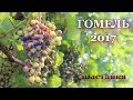 Выставка винограда в Гомеле - 2017 год