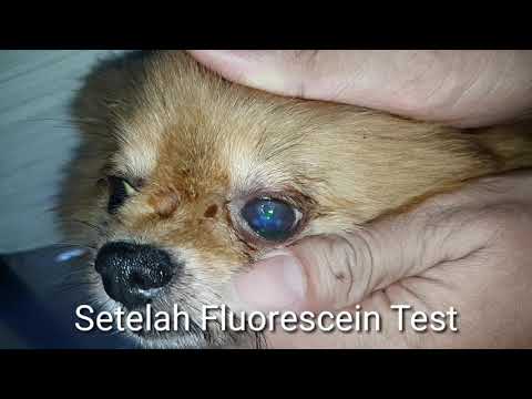 Video: Ulser Mata Pada Anjing