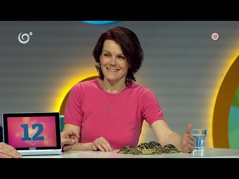 Video: Príbehy Z Cesty: Prežitie Divočiny, Morské Korytnačky A Kyslé Výlety V Tokiu - Sieť Matador