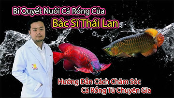 Bí Quyết Nuôi Cá Rồng Từ Bác Sĩ Thailand | Hướng Dẫn Cách Chăm Sóc Cá Rồng Từ Chuyên Gia