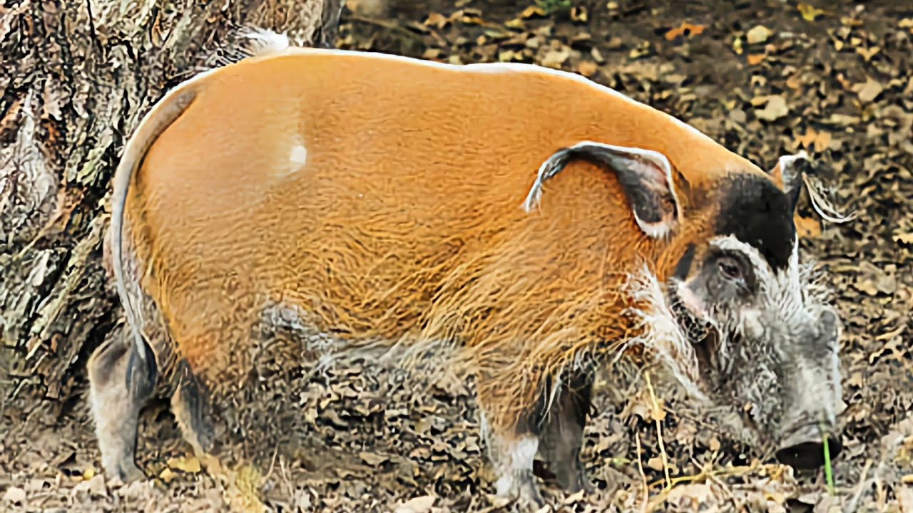 Uncovering the Unexpected Secrets of Red River Hogs!