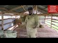 How to start goat farming part 4 (storage of grass and structures to have on the farm)