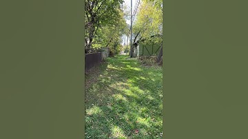 Well Trained Chihuahuas.