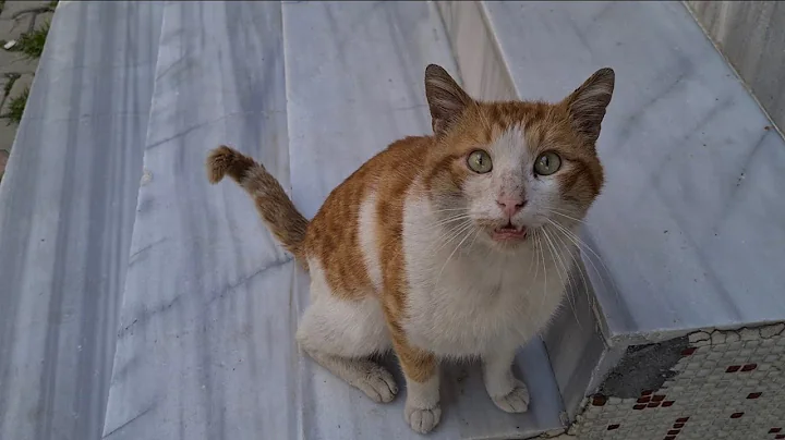 Watch the video about Poor hungry cat meows in a gentle voice and asks for food.