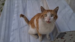 Poor hungry cat meows in a gentle voice and asks for food.