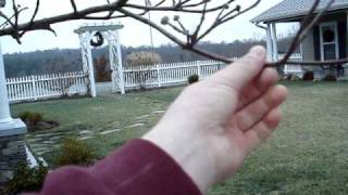 Dickson, TN Ice Storm 2008