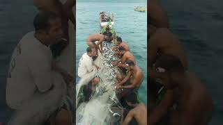 Ikan #belobelo Nelayan Kawaka Pulau Ternate Alor - NTT