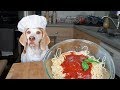 Funny dog makes spaghetti chef dog maymo
