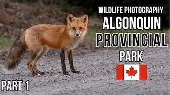 WILD CANADA | Wildlife Photography in Algonquin Provincial Park