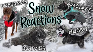 Dog reactions to snow | Doberman Pinscher, Staffordshire Terrier, Husky, and Bouvier des Flandres by Rachel Vong 752 views 3 years ago 2 minutes, 12 seconds