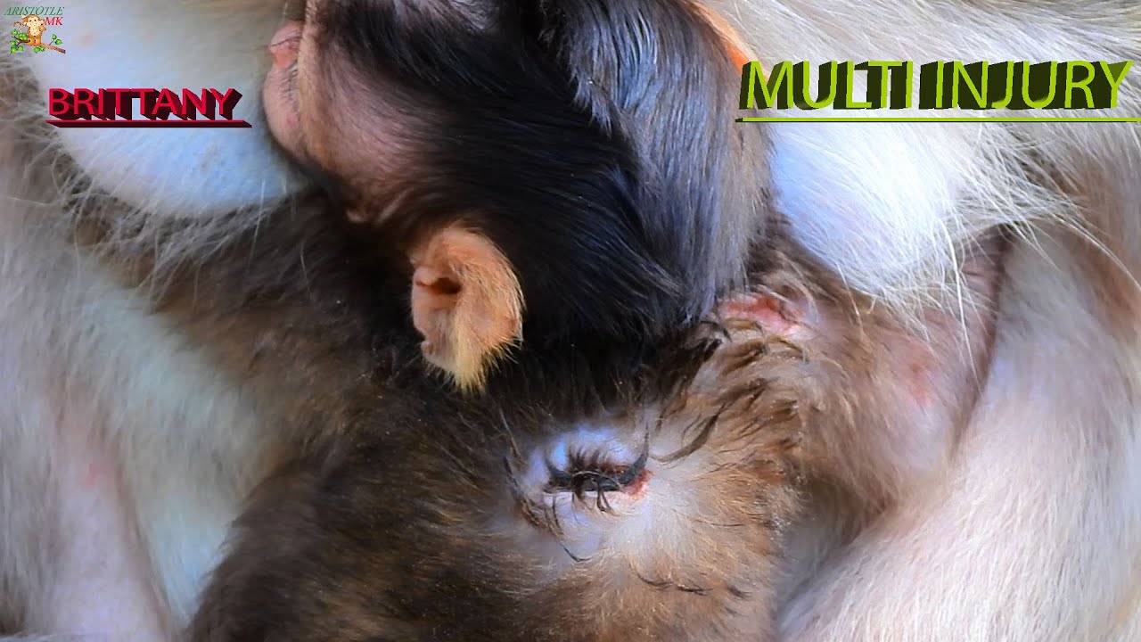 NEW UPDATE POOR BABY BRITTANY DEEP HURT HUG MOM BRINN FOR FEEDING ...BRITTANY SEEN MULTI TRAUMA |