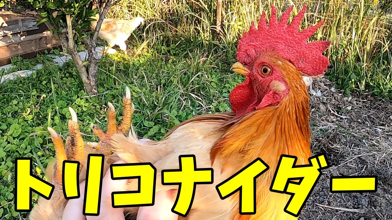 伝説の回】トリコナイダーで鳥を追い払え!! 64話目 - YouTube