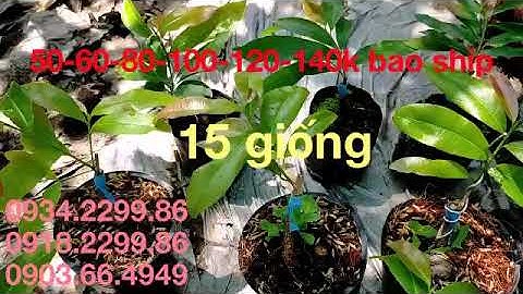 2 giống cúc 2 tầng, cúc tiên ông, huỳnh tỷ, lá ngọc cành vàng, vip, hoàng hậu, 4 long, cúc kh nhị...