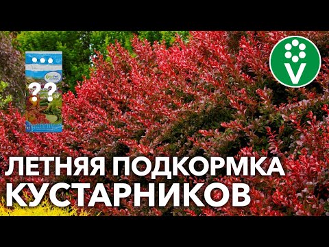 ОБЯЗАТЕЛЬНАЯ ПОДКОРМКА КУСТАРНИКОВ ЛЕТОМ + 2 народных рецепта