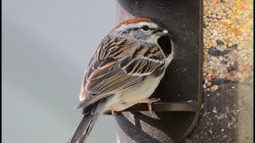 Chipping Sparrow Bird Sound Video: Nature Sounds for Sleep
