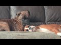 WARNING: Cutest Thing You Have EVER SEEN!!! Boxers Sweet Love And Cuddles On The Couch 😍