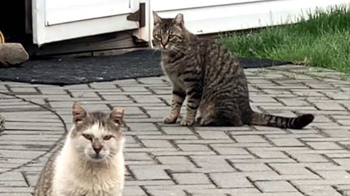 Feral cat's final love story