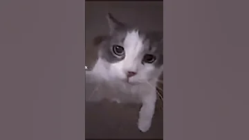 حبيبي قربلي خدك وخذ هل بوسه هديه 