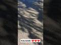 Nature Kausani Uttarakhand Travel Shorts Nature Kausani Uttarakhand Travel Shorts