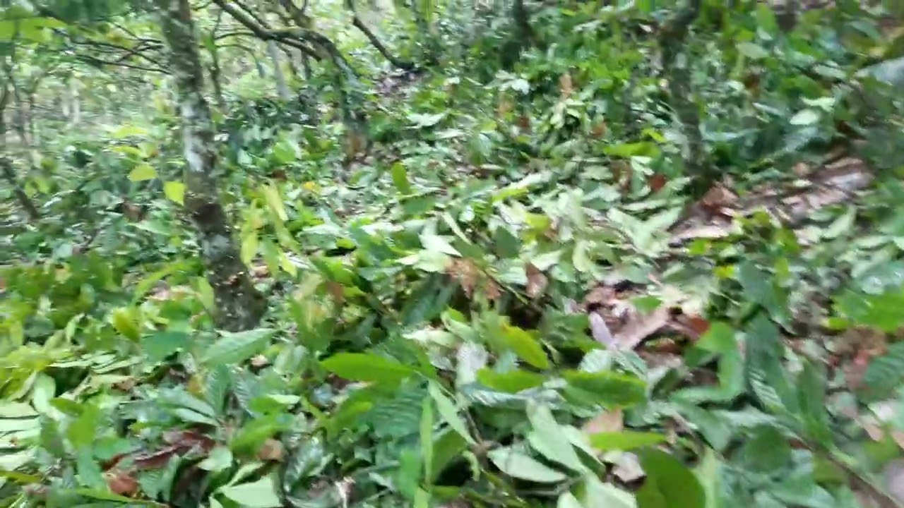 poda padrão, do cacaueiro velho.