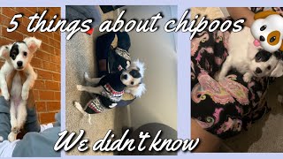 5 things I didn’t know about Chipoo: Poodle x Chihuahua