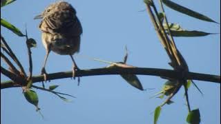 Cica-koreng Jawa gacor, kicau burung di alam liar. #StriatedGrassbird #Burung #birdsong #kicaumania