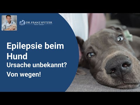 Video: Konsensvorschlag Der Internationalen Task Force Für Veterinäre Epilepsie: Ergebnis Therapeutischer Interventionen Bei Epilepsie Bei Hunden Und Katzen