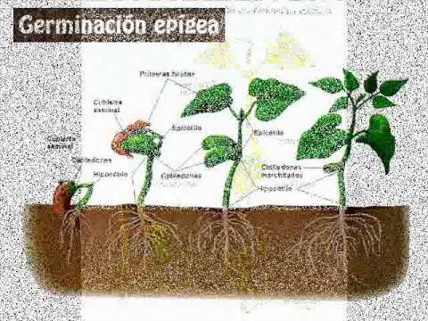 Vídeo: Ecofisiología De La Latencia Y Germinación De Semillas En Cuatro Especies De Lonicera (Caprifoliaceae) Nativas De Corea