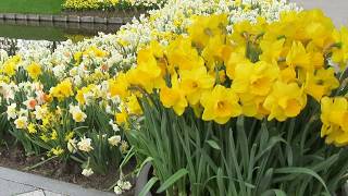 Download Lagu Most Beautiful Daffodil Varieties MP3 Download Lagu Most Beautiful Daffodil Varieties MP3