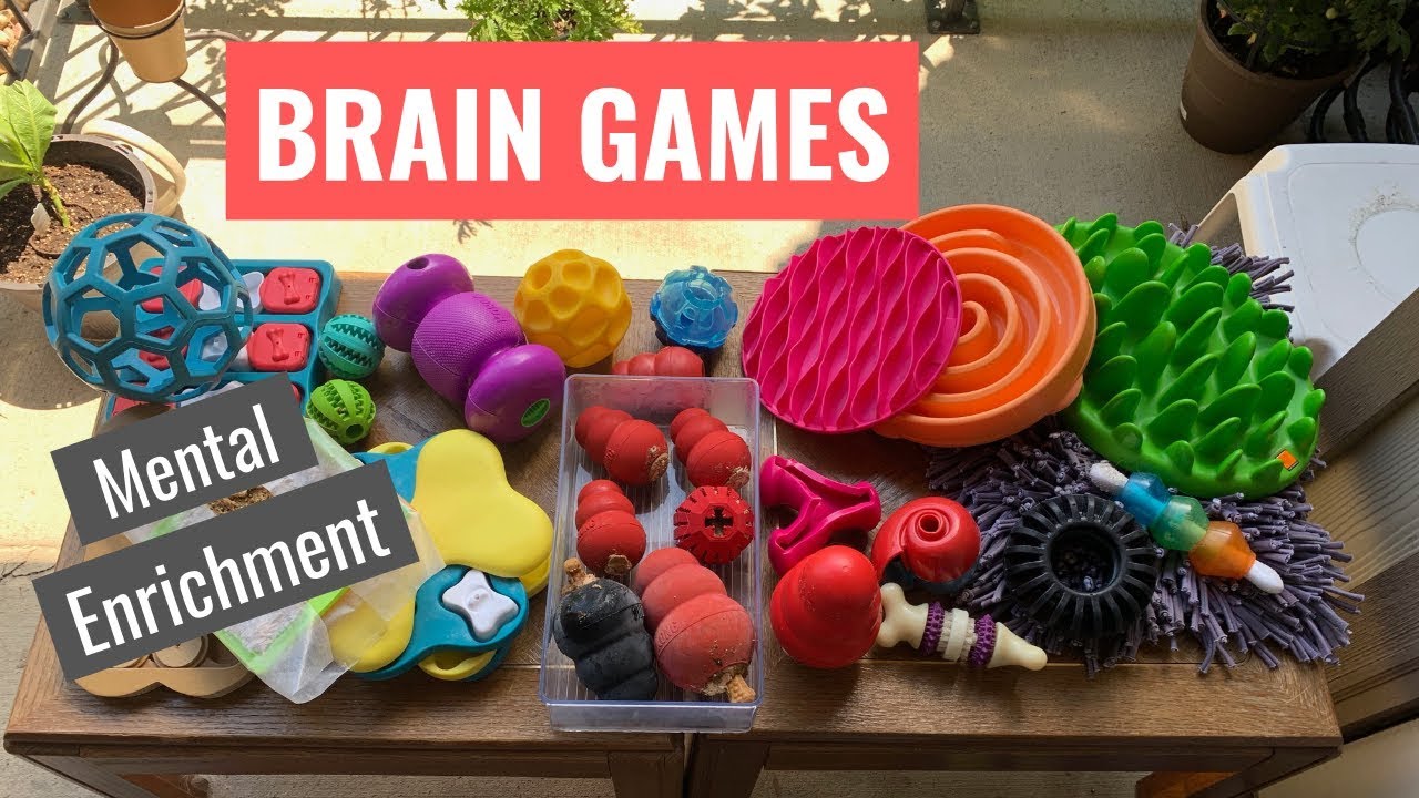 Mental Gymnastics: Brain Games for Dogs to Keep Them Sharp and Happy – Bark  Bistro