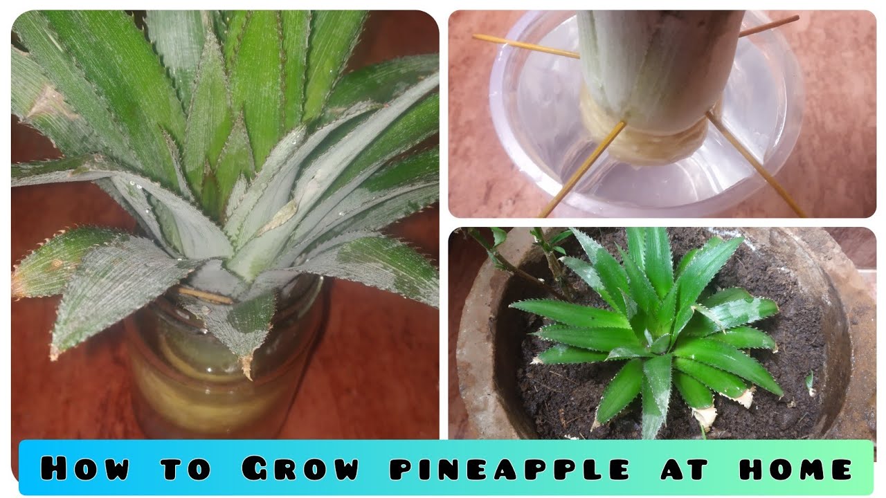 How To Grow Pineapples At Home In Pot😍 Pineapple Kaise Ugaye, Pineapple